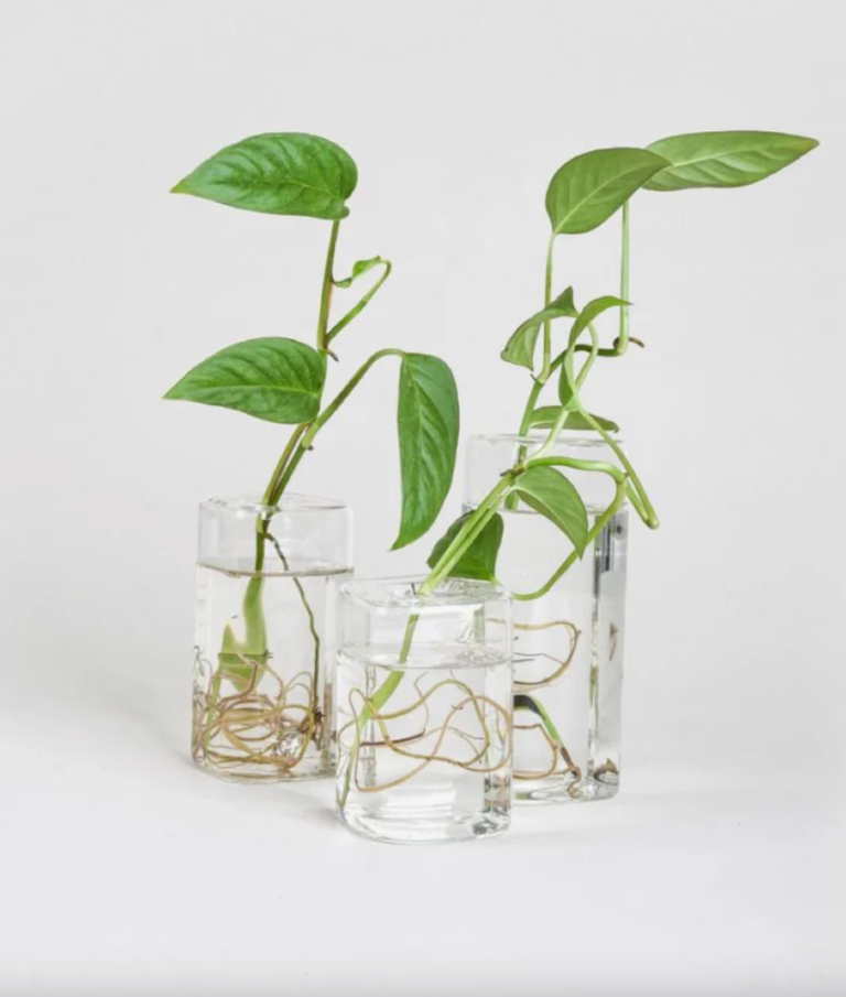 Propagation