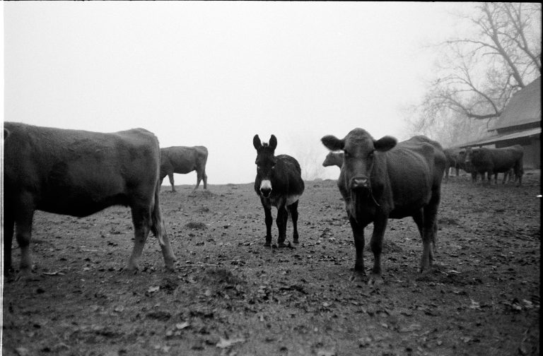 donkeycow